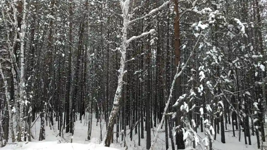 4k森林壁纸 - 雪景 - 雪林 - 风景「哲风壁纸」