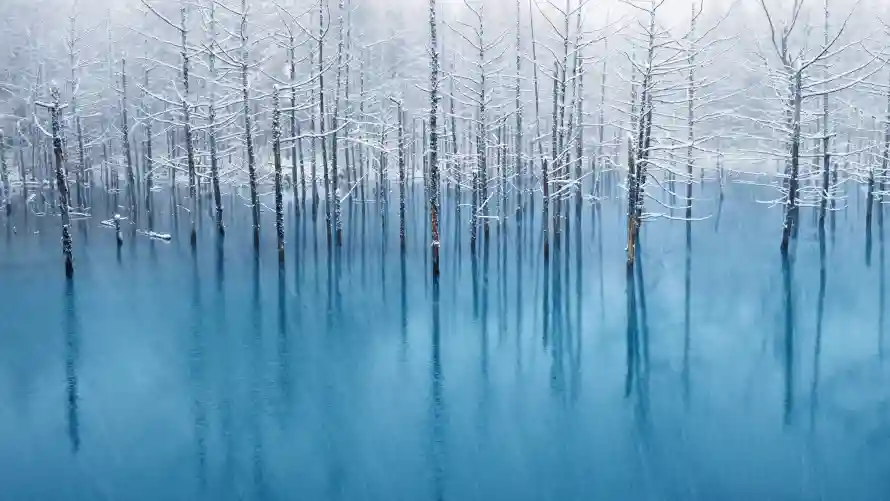 4k森林壁纸 - 蓝色 - 风景 - 梦幻森林「哲风壁纸」