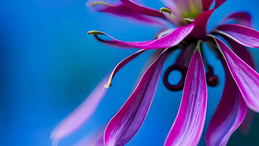4k植物壁纸 - 背景 - 花卉 - 高清「哲风壁纸」