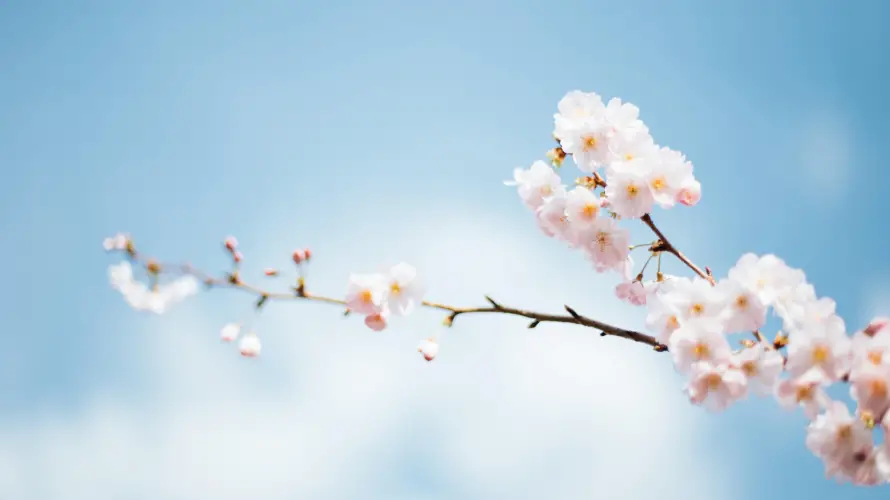 4k春日壁纸-风景壁纸和樱花-热门的壁纸「哲风壁纸」