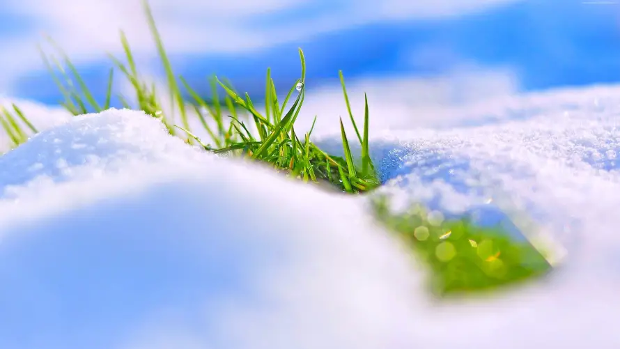 4k下雪壁纸 - 雪 - 冬天 - 绿草「哲风壁纸」 4k下雪壁纸 - 雪 - 冬天 - 绿草「哲风壁纸」