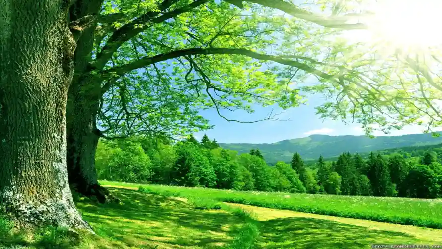 4k夏天壁纸 - 绿树 - 美景 - 自然「哲风壁纸」 4k夏天壁纸 - 绿树 - 美景 - 自然「哲风壁纸」