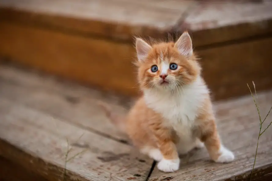 4k可爱壁纸 - 猫 - 小猫 - 萌猫「哲风壁纸」