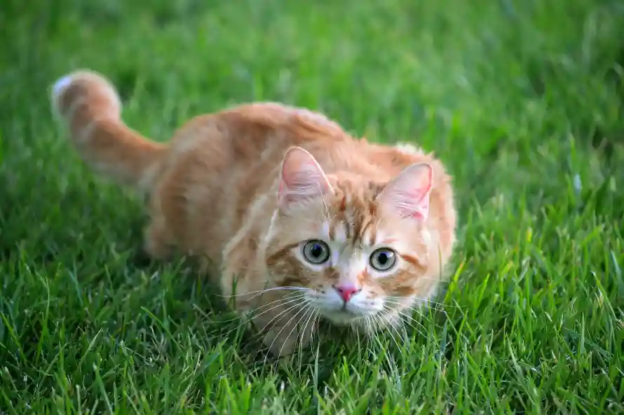 2k可爱壁纸-可爱猫和猫咪-绿色草地壁纸推荐「哲风壁纸」