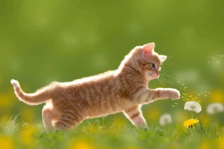4k可爱壁纸 - 猫 - 小猫 - 猫咪「哲风壁纸」