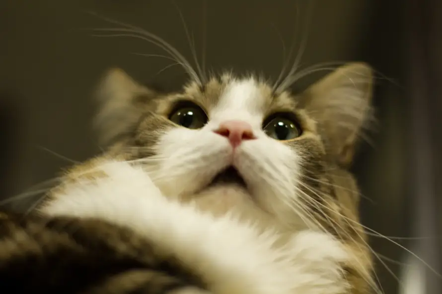 4k惊讶壁纸 - 猫 - 猫猫 - 萌趣「哲风壁纸」
