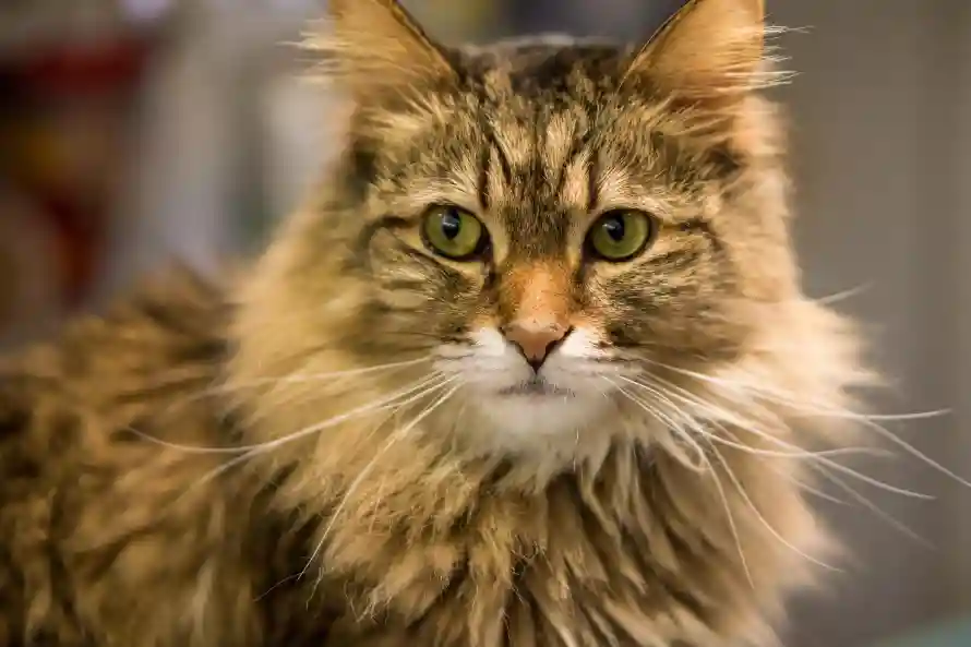 4k可爱壁纸 - 猫 - 萌猫 - 可爱猫「哲风壁纸」