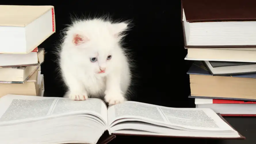 4k书堆壁纸 - 猫 - 书本 - 可爱「哲风壁纸」