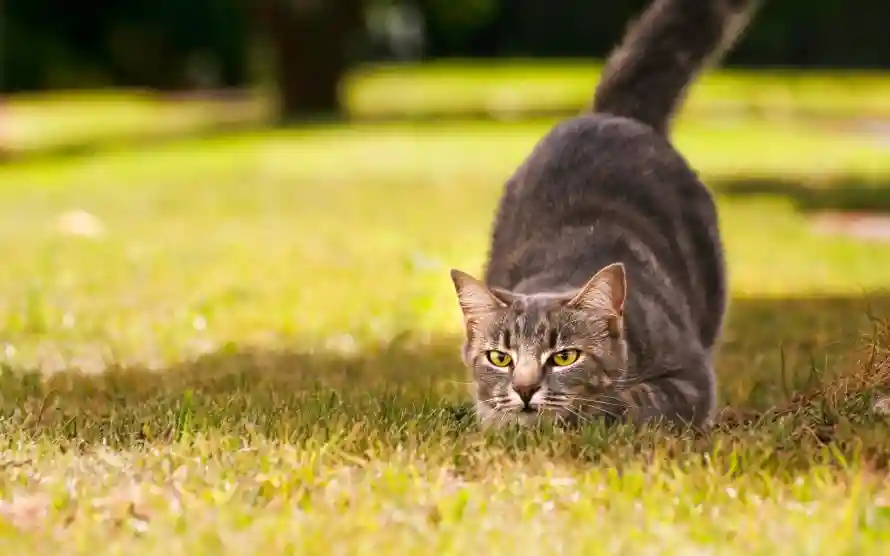 4k可爱壁纸 - 猫 - 草地 - 可爱猫咪「哲风壁纸」