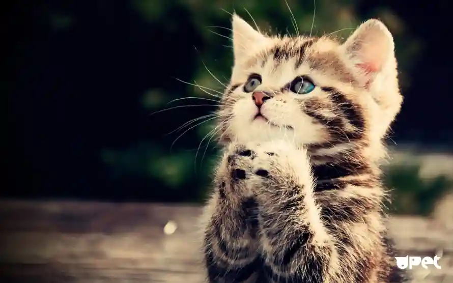 4k可爱壁纸 - 猫 - 萌猫 - 乖巧猫咪「哲风壁纸」