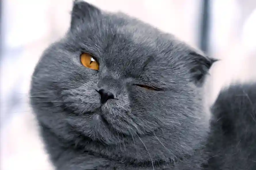 4k可爱壁纸 - 猫 - 猫咪 - 英短「哲风壁纸」