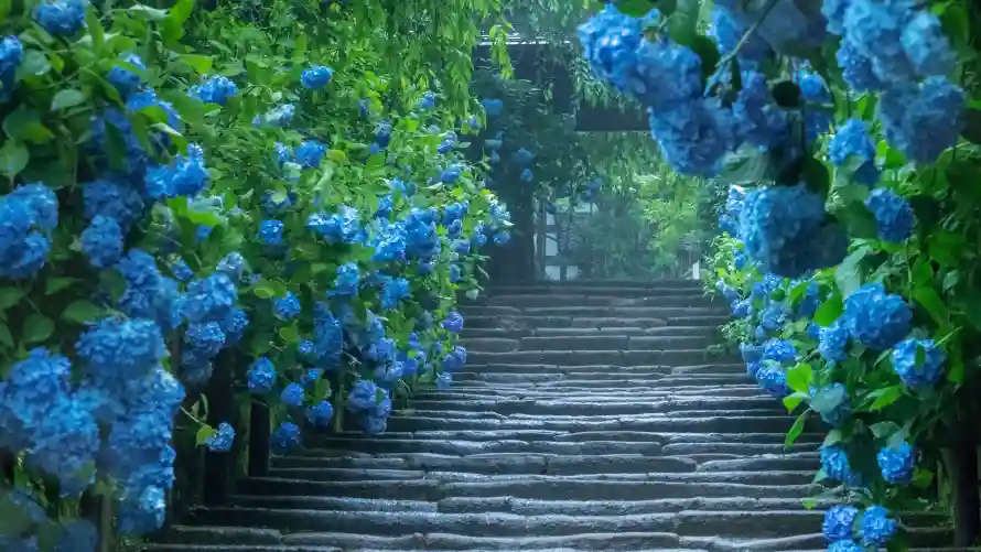 Favorite Image