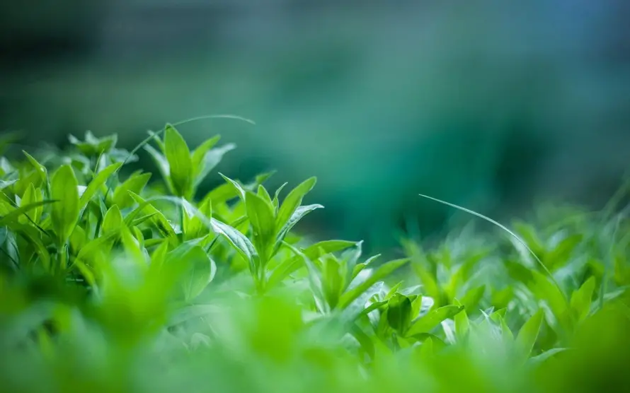 4k护眼壁纸 - 植物 - 护眼绿植 - 植物背景「哲风壁纸」 4k护眼壁纸 - 植物 - 护眼绿植 - 植物背景「哲风壁纸」