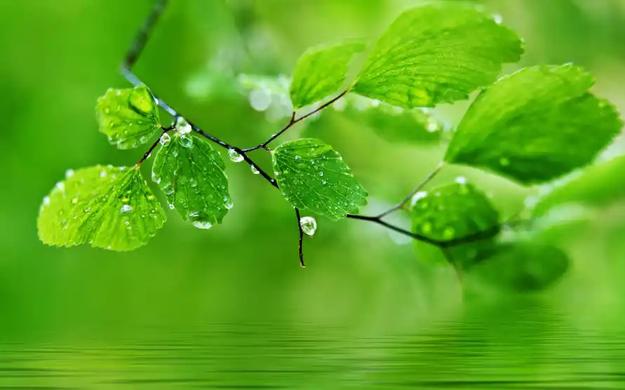 4k护眼壁纸 - 植物 - 水珠 - 清新「哲风壁纸」