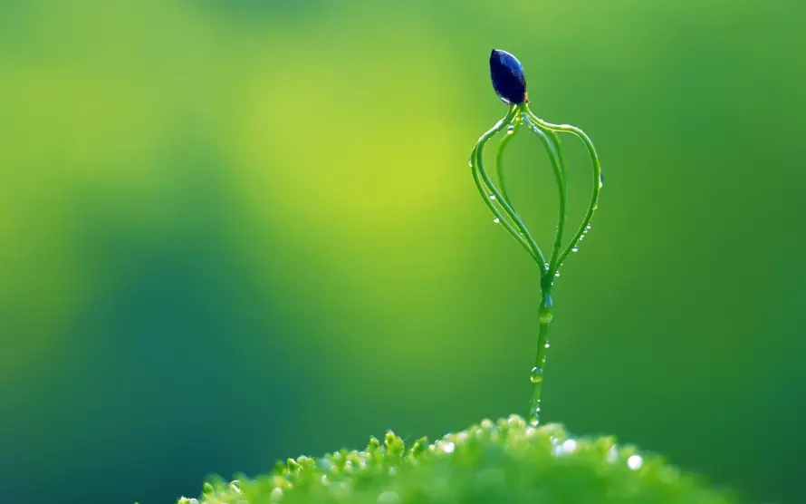 4k护眼壁纸 - 植物 - 护眼图片 - 清新植物「哲风壁纸」 4k护眼壁纸 - 植物 - 护眼图片 - 清新植物「哲风壁纸」