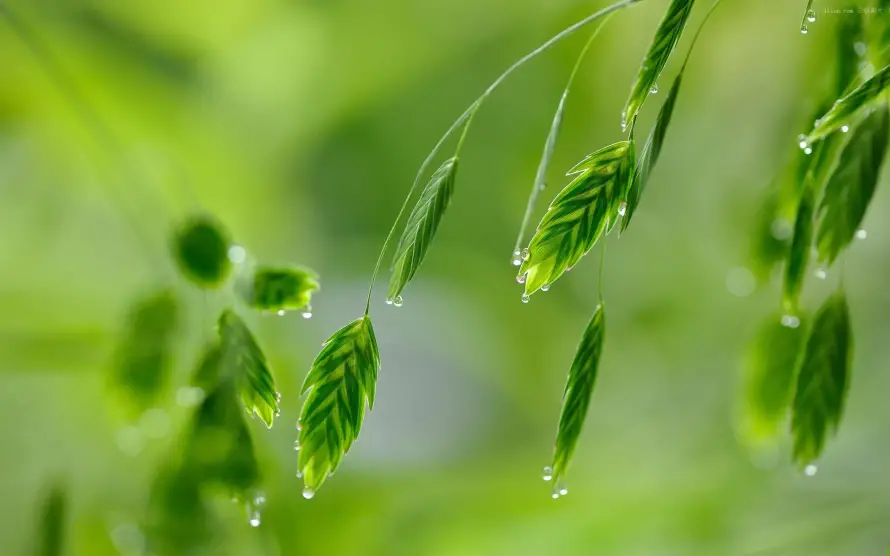 4k护眼壁纸 - 植物 - 水珠 - 绿叶「哲风壁纸」