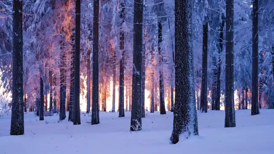4k自然壁纸 - 雪景 - 风景 - 冬季背景「哲风壁纸」