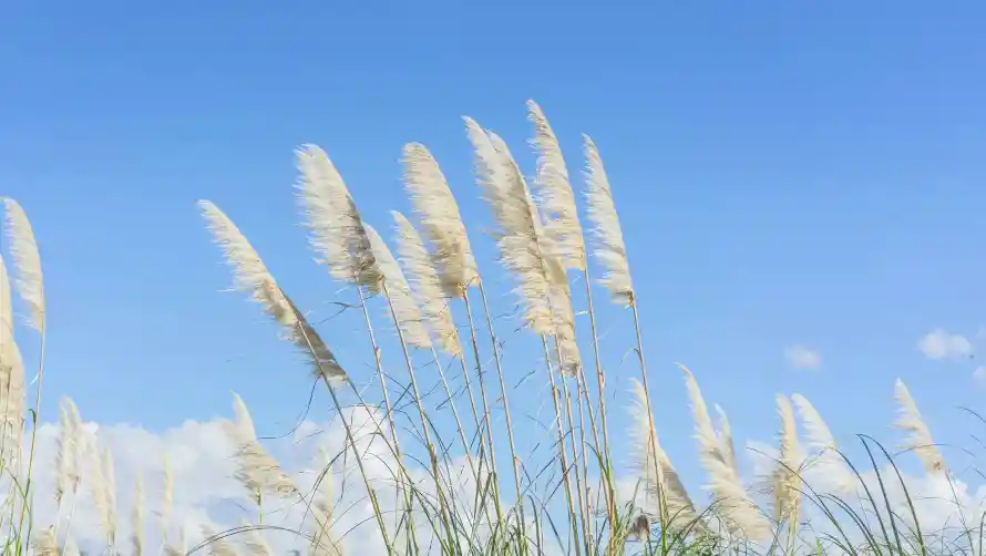 4k自然壁纸 - 蒲苇 - 蓝天 - 风景「哲风壁纸」