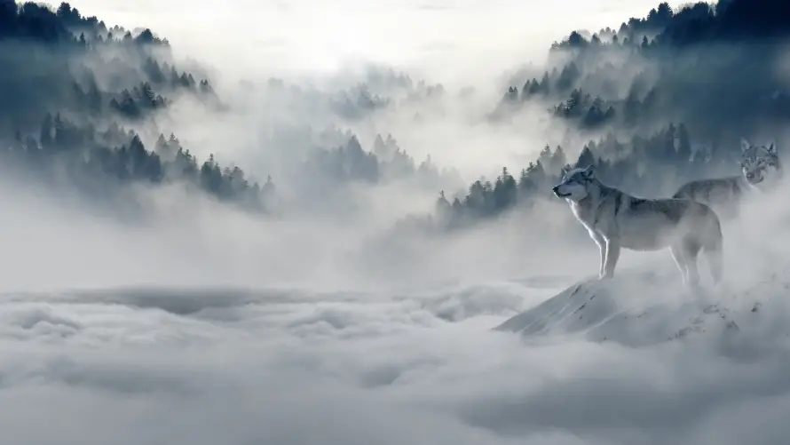 4k孤狼壁纸 - 狼 - 风景 - 狼图腾「哲风壁纸」