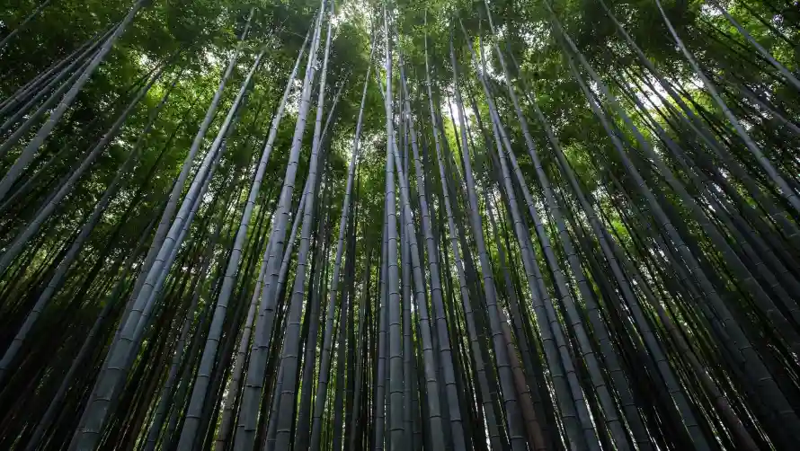 4k竹林壁纸 - 自然 - 风景 - 清新竹林「哲风壁纸」