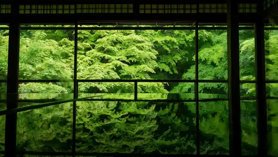 4k绿色壁纸 - 艺术 - 森林水景 - 植物倒影「哲风壁纸」