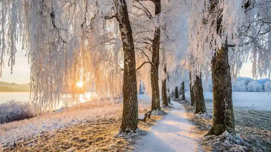 4k自然壁纸 - 雪景 - 冬季森林景象 - 冬日森林雪景「哲风壁纸」