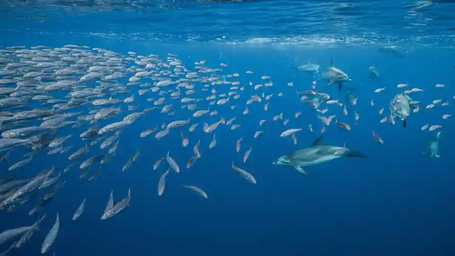 4k海洋壁纸 - 风景 - 水下世界 - 海洋生态「哲风壁纸」 4k海洋壁纸 - 风景 - 水下世界 - 海洋生态「哲风壁纸」