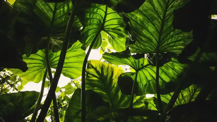 4k绿植壁纸 - 风景 - 热带植物 - 叶片缝隙阳光「哲风壁纸」