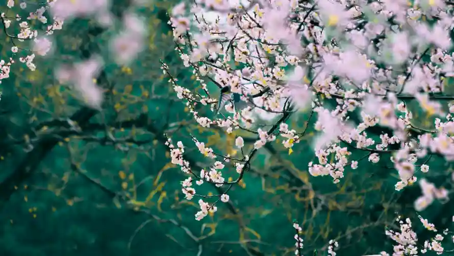 4k梅花壁纸-清新花卉 - 粉梅-自然背景壁纸分享「哲风壁纸」