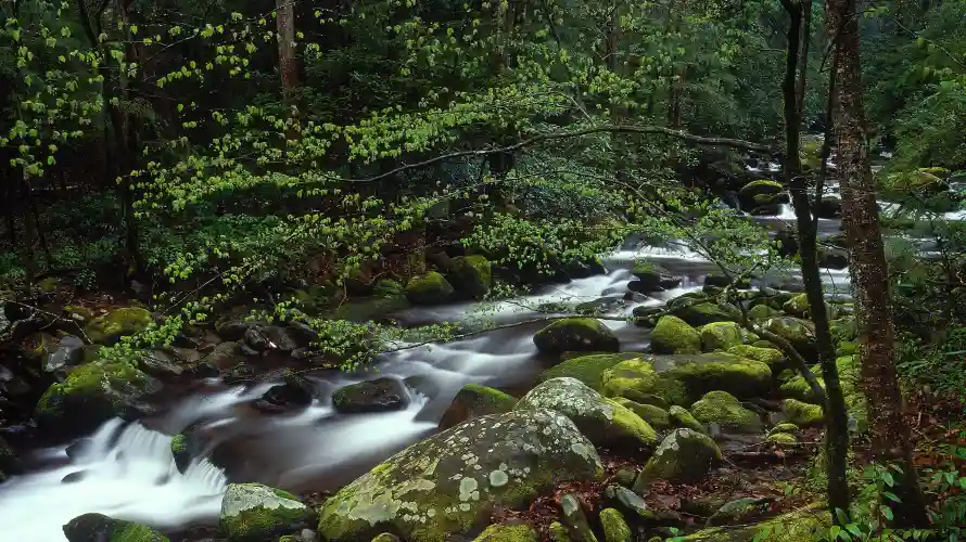 4k森林壁纸 - 溪流 - 自然 - 风景「哲风壁纸」