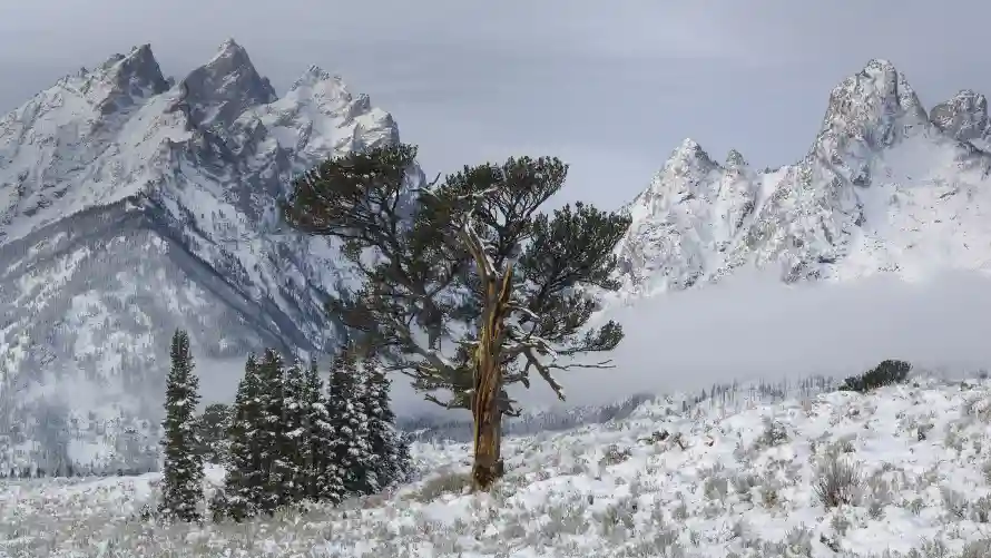 4k冬季壁纸 - 自然 - 雪原 - 雪山「哲风壁纸」