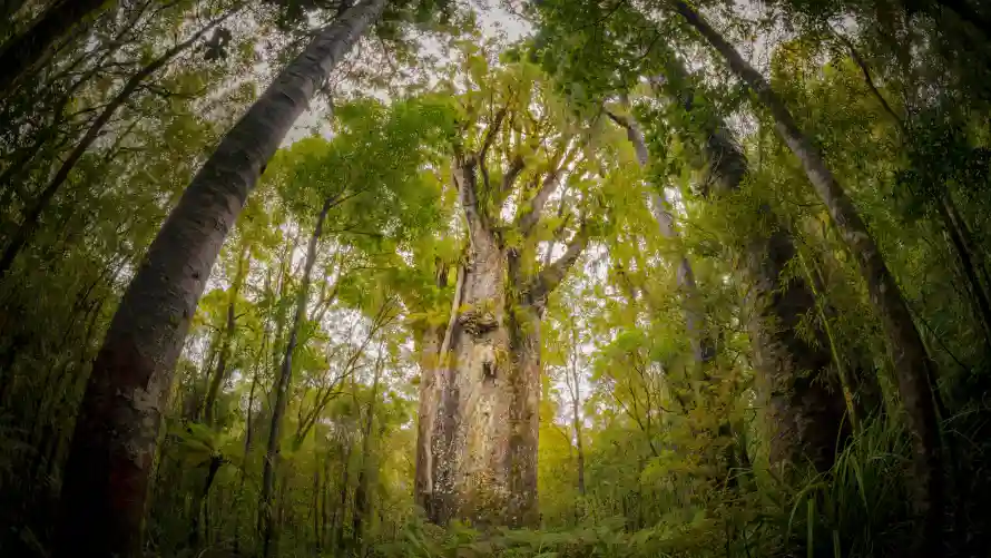 4k自然壁纸 - 风景 - 树木丛林 - 森林景观「哲风壁纸」