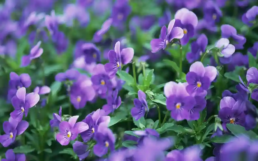 3k淡雅壁纸-三色堇和清新-植物花卉壁纸分享「哲风壁纸」