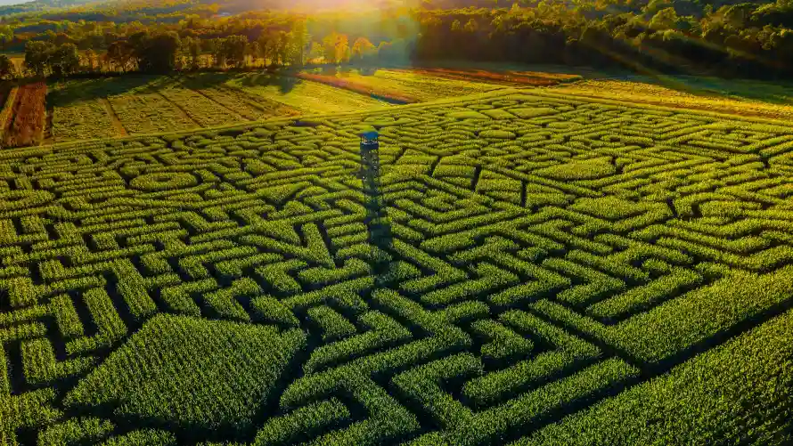 4k自然壁纸 - 风景 - 户外探险 - 植物迷宫「哲风壁纸」