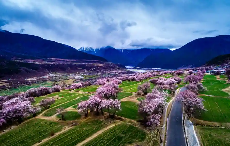 4k林芝壁纸 - 桃林 - 桃花 - 西藏「哲风壁纸」 4k林芝壁纸 - 桃林 - 桃花 - 西藏「哲风壁纸」