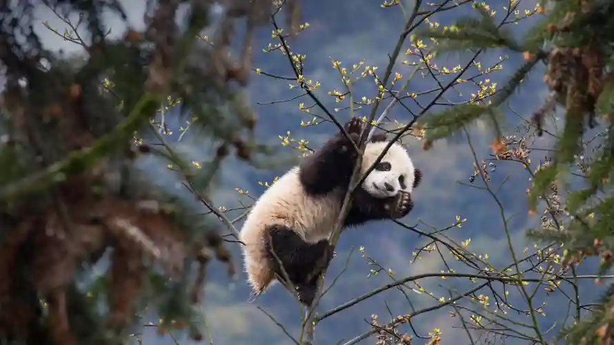 4k熊猫壁纸 - 自然 - 风景 - 憨态可掬「哲风壁纸」