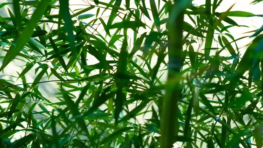 4k护眼壁纸 - 绿色 - 护眼背景 - 植物景观「哲风壁纸」 4k护眼壁纸 - 绿色 - 护眼背景 - 植物景观「哲风壁纸」