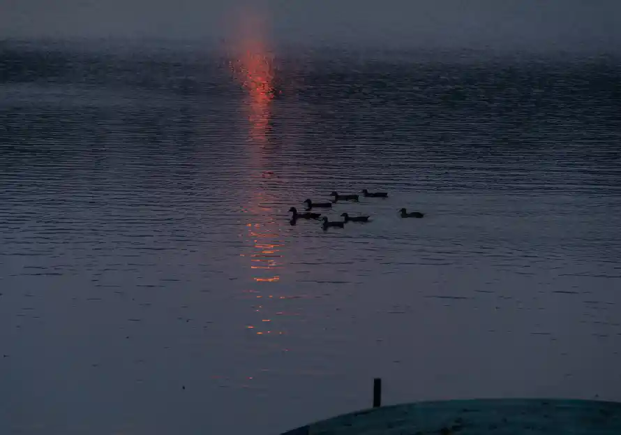 4k夕阳壁纸 - 鸭子 - 夕阳倒影 - 暮色湖面「哲风壁纸」