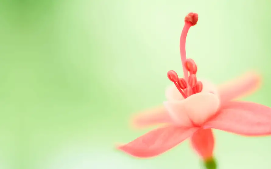 4k小花壁纸 - 桌面背景 - 清新背景 - 自然花卉「哲风壁纸」