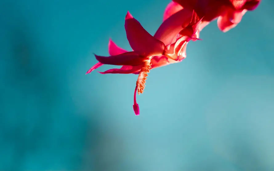 2k小花壁纸-小花摄影和红花-微距花卉免费下载「哲风壁纸」