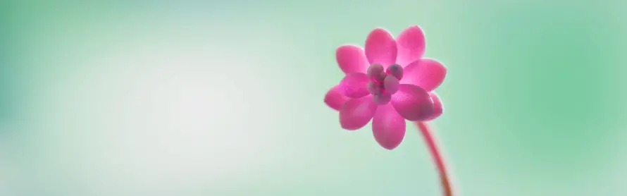 4k粉花壁纸 - 紫花 - 花朵 - 绿背景「哲风壁纸」