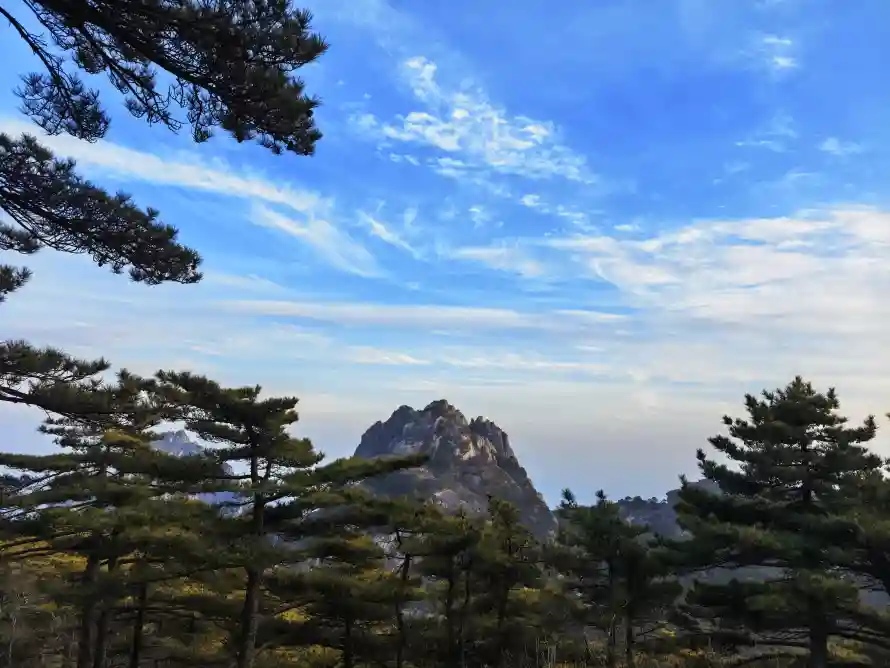 4k松树壁纸 - 自然 - 风光 - 黄山「哲风壁纸」