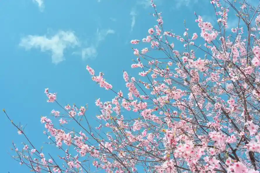 4k花朵壁纸 - 花树 - 樱花树 - 春日花卉「哲风壁纸」