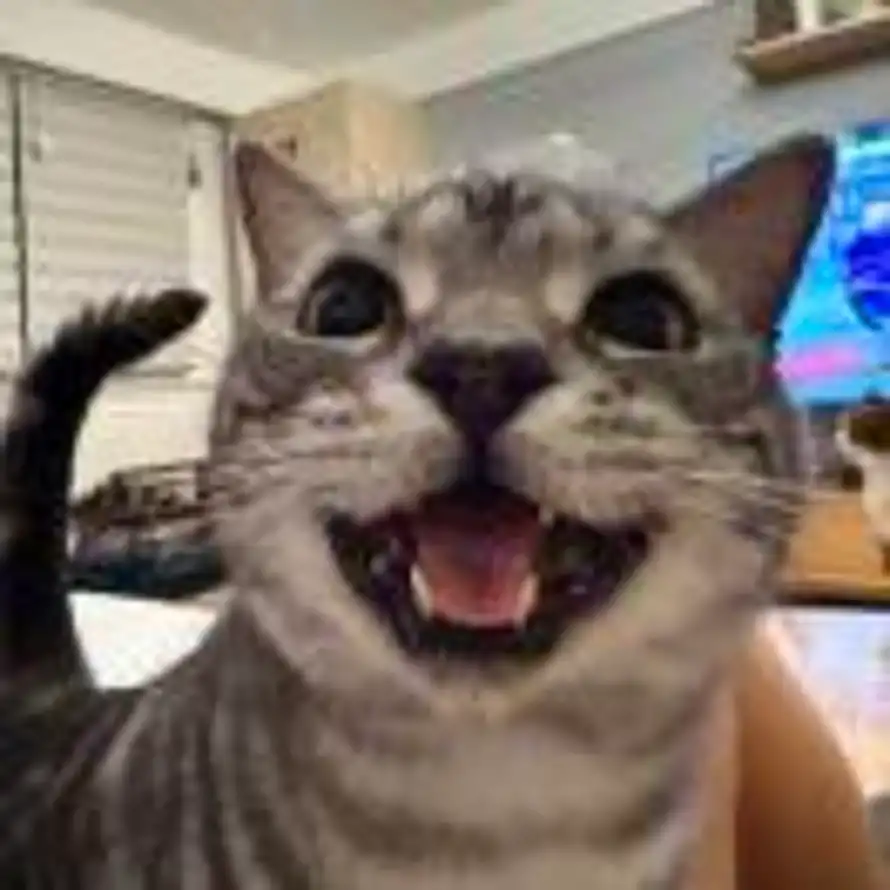 猫的薛定谔的头像