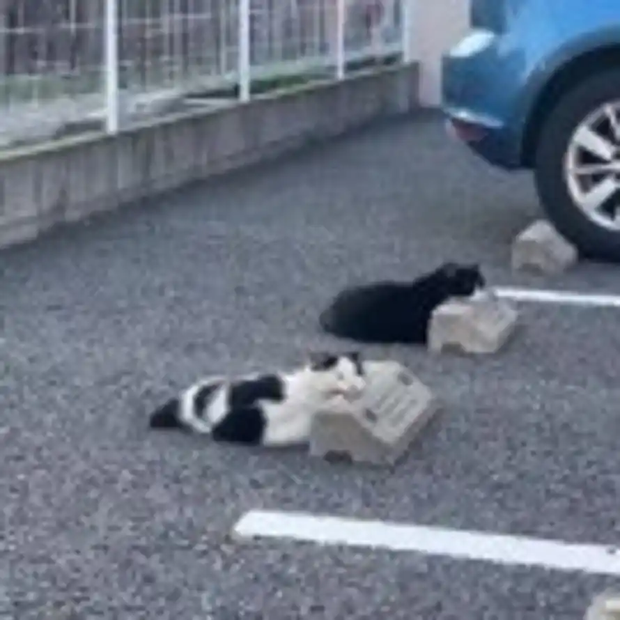 猫猫六吖的头像