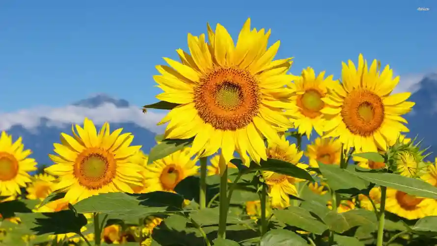 4k花田壁纸 - 风景 - 向日葵 - 夏日背景「哲风壁纸」