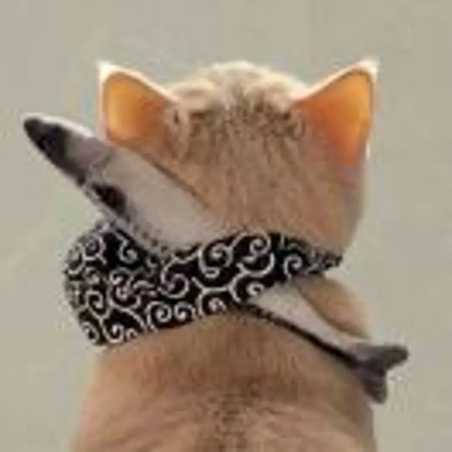 雷猴的头像