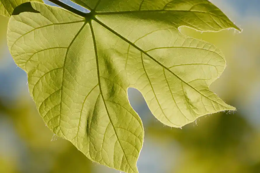 4k动物壁纸 - 植物 - 绿叶 - 自然「哲风壁纸」 4k动物壁纸 - 植物 - 绿叶 - 自然「哲风壁纸」