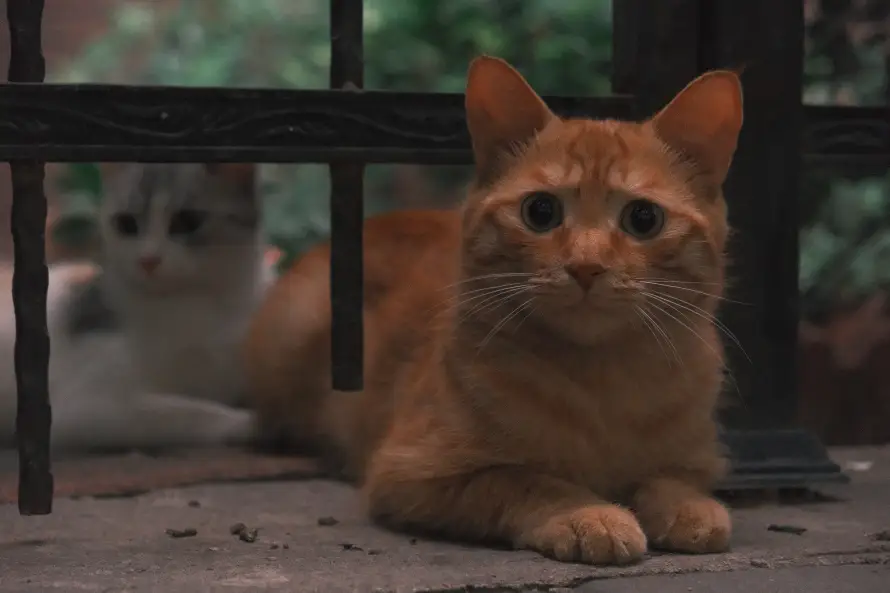 4k可爱壁纸 - 户外 - 栅栏 - 橘猫「哲风壁纸」