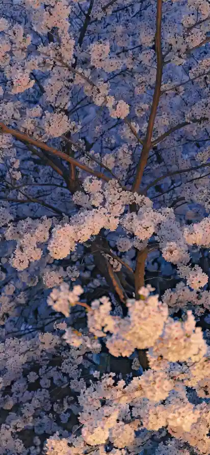 4k夜樱壁纸 - 樱花树 - 樱花枝干 - 淡粉樱花「哲风壁纸」